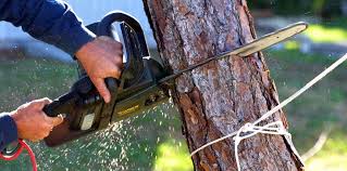 Best Tree Maintenance Programs  in Newmanstown, PA