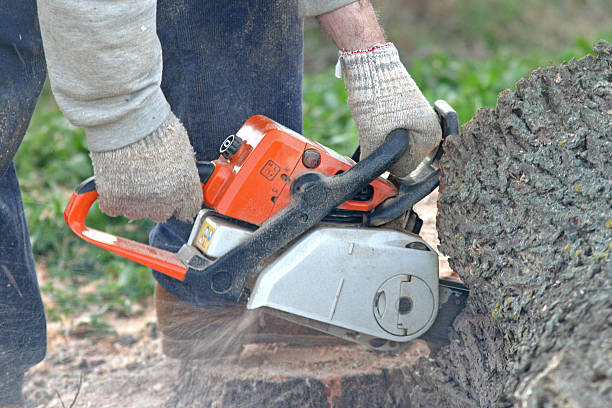 Best Lawn Dethatching  in Newmanstown, PA